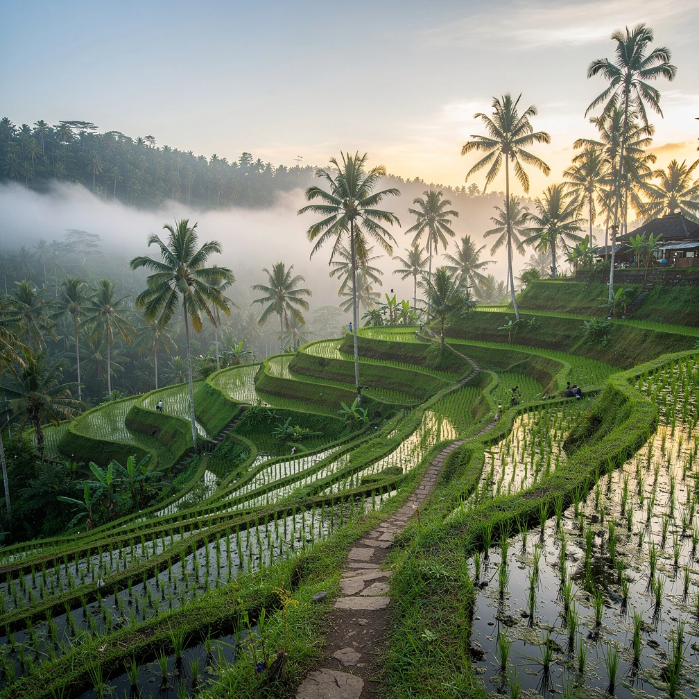 Bali Tegallalang rice terraces with palm trees in early morning mist